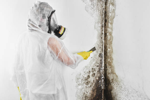 Best Black Mold Remediation in Wellsville, MO