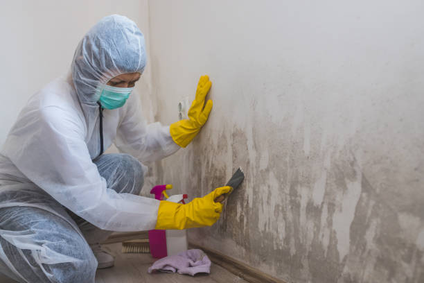 Best Crawl Space Mold Remediation in Wellsville, MO