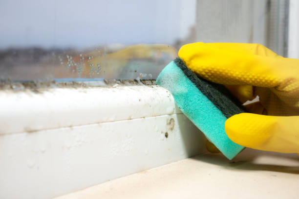 Best Commercial Mold Remediation in Wellsville, MO