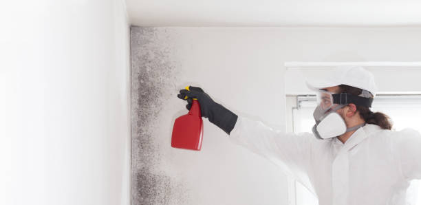 Best Emergency Mold Remediation in Wellsville, MO