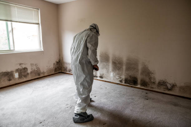 Best HVAC Mold Remediation in Wellsville, MO