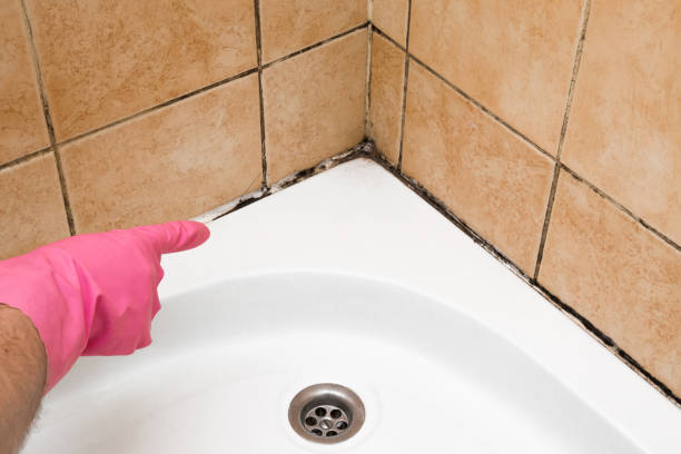Best Post-Flood Mold Remediation in Wellsville, MO