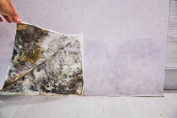 Best Kitchen Mold Remediation in Wellsville, MO